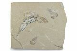 Cretaceous Fish (Gaudryella) and Shrimp Fossils - Hjoula, Lebanon #376359-1
